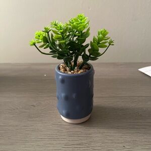Blue Textured Planter with Green Succulent